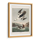 Pl 347 Smen O Nun Blanco - John James Audubon | Cuadro decorativo de Canvas Lab