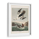 Pl 347 Smen O Nun Blanco - John James Audubon | Cuadro decorativo de Canvas Lab