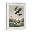 Pl 347 Smen O Nun Blanco - John James Audubon | Cuadro decorativo de Canvas Lab