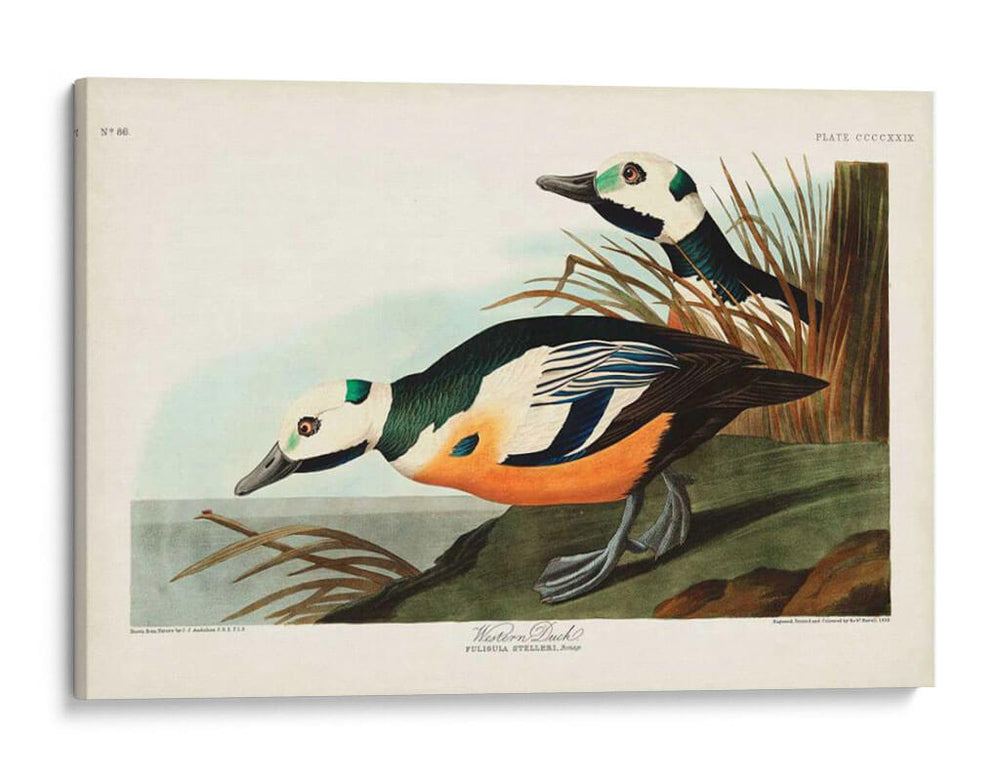 Pl 429 Occidental Pato - John James Audubon | Cuadro decorativo de Canvas Lab