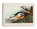 Pl 429 Occidental Pato - John James Audubon | Cuadro decorativo de Canvas Lab