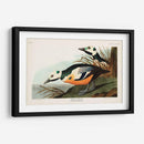 Pl 429 Occidental Pato - John James Audubon | Cuadro decorativo de Canvas Lab