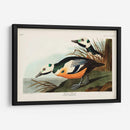 Pl 429 Occidental Pato - John James Audubon | Cuadro decorativo de Canvas Lab