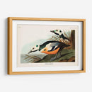 Pl 429 Occidental Pato - John James Audubon | Cuadro decorativo de Canvas Lab