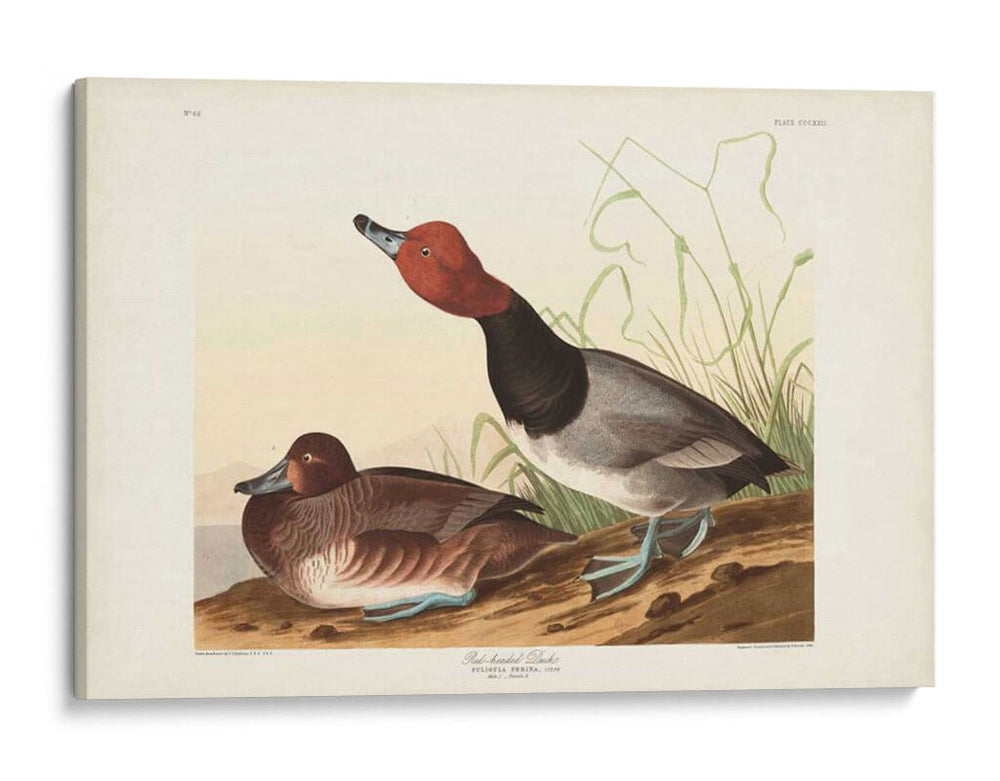 Pl 322 Pato De Cabeza Roja - John James Audubon | Cuadro decorativo de Canvas Lab