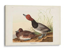 Pl 322 Pato De Cabeza Roja - John James Audubon | Cuadro decorativo de Canvas Lab