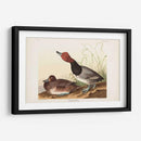 Pl 322 Pato De Cabeza Roja - John James Audubon | Cuadro decorativo de Canvas Lab