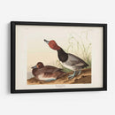 Pl 322 Pato De Cabeza Roja - John James Audubon | Cuadro decorativo de Canvas Lab