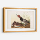 Pl 322 Pato De Cabeza Roja - John James Audubon | Cuadro decorativo de Canvas Lab