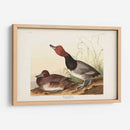 Pl 322 Pato De Cabeza Roja - John James Audubon | Cuadro decorativo de Canvas Lab