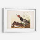 Pl 322 Pato De Cabeza Roja - John James Audubon | Cuadro decorativo de Canvas Lab