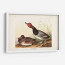Pl 322 Pato De Cabeza Roja - John James Audubon | Cuadro decorativo de Canvas Lab
