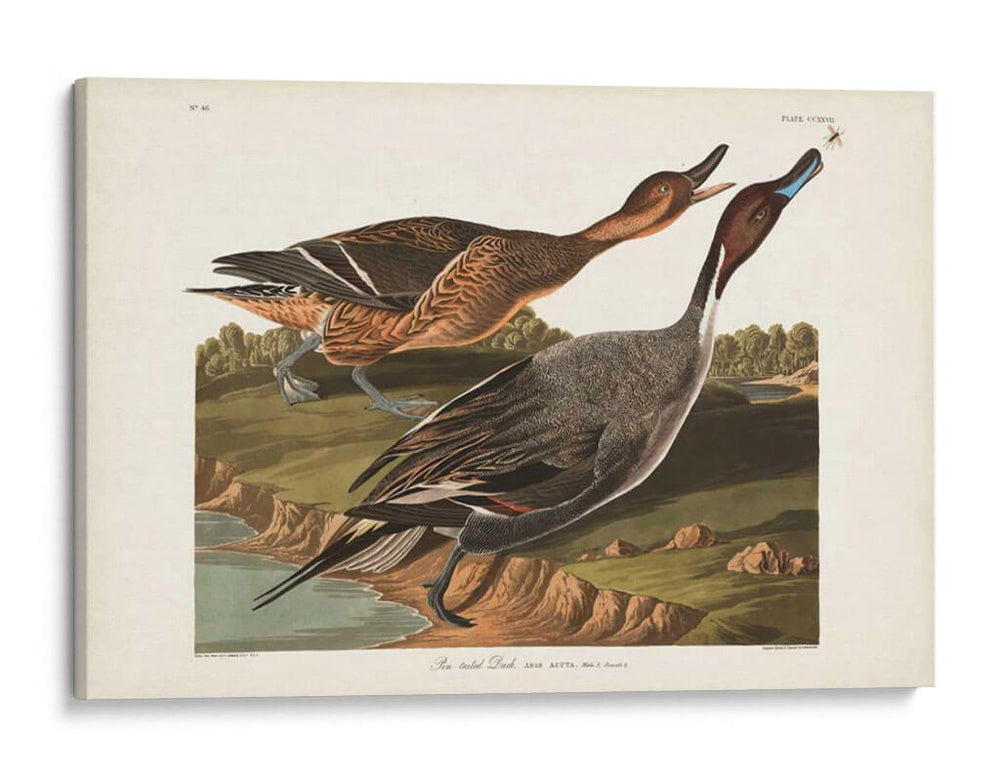 Pato De Cola De Pin 227 - John James Audubon | Cuadro decorativo de Canvas Lab
