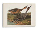 Pato De Cola De Pin 227 - John James Audubon | Cuadro decorativo de Canvas Lab