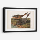 Pato De Cola De Pin 227 - John James Audubon | Cuadro decorativo de Canvas Lab