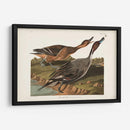 Pato De Cola De Pin 227 - John James Audubon | Cuadro decorativo de Canvas Lab