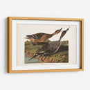 Pato De Cola De Pin 227 - John James Audubon | Cuadro decorativo de Canvas Lab