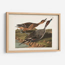 Pato De Cola De Pin 227 - John James Audubon | Cuadro decorativo de Canvas Lab