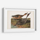 Pato De Cola De Pin 227 - John James Audubon | Cuadro decorativo de Canvas Lab
