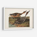 Pato De Cola De Pin 227 - John James Audubon | Cuadro decorativo de Canvas Lab