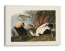 Pl 246 Eider Pato - John James Audubon | Cuadro decorativo de Canvas Lab
