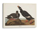 Pl 247 Velvet Duck - John James Audubon | Cuadro decorativo de Canvas Lab