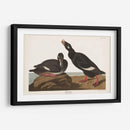 Pl 247 Velvet Duck - John James Audubon | Cuadro decorativo de Canvas Lab