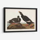 Pl 247 Velvet Duck - John James Audubon | Cuadro decorativo de Canvas Lab