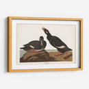Pl 247 Velvet Duck - John James Audubon | Cuadro decorativo de Canvas Lab