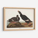 Pl 247 Velvet Duck - John James Audubon | Cuadro decorativo de Canvas Lab