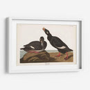 Pl 247 Velvet Duck - John James Audubon | Cuadro decorativo de Canvas Lab