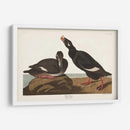 Pl 247 Velvet Duck - John James Audubon | Cuadro decorativo de Canvas Lab