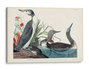 Pl 202 Buceador De Garganta Roja - John James Audubon | Cuadro decorativo de Canvas Lab