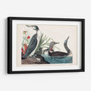 Pl 202 Buceador De Garganta Roja - John James Audubon | Cuadro decorativo de Canvas Lab