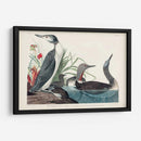 Pl 202 Buceador De Garganta Roja - John James Audubon | Cuadro decorativo de Canvas Lab