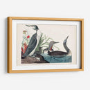 Pl 202 Buceador De Garganta Roja - John James Audubon | Cuadro decorativo de Canvas Lab