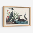 Pl 202 Buceador De Garganta Roja - John James Audubon | Cuadro decorativo de Canvas Lab