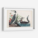 Pl 202 Buceador De Garganta Roja - John James Audubon | Cuadro decorativo de Canvas Lab