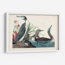 Pl 202 Buceador De Garganta Roja - John James Audubon | Cuadro decorativo de Canvas Lab