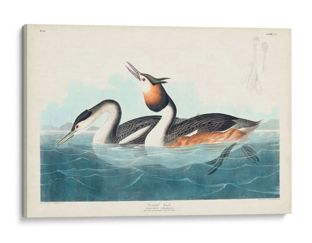 Pl 292 Cresta Grebe - John James Audubon | Cuadro decorativo de Canvas Lab