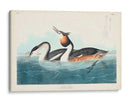Pl 292 Cresta Grebe - John James Audubon | Cuadro decorativo de Canvas Lab