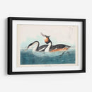 Pl 292 Cresta Grebe - John James Audubon | Cuadro decorativo de Canvas Lab