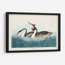 Pl 292 Cresta Grebe - John James Audubon | Cuadro decorativo de Canvas Lab