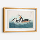 Pl 292 Cresta Grebe - John James Audubon | Cuadro decorativo de Canvas Lab