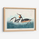 Pl 292 Cresta Grebe - John James Audubon | Cuadro decorativo de Canvas Lab