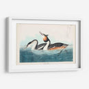 Pl 292 Cresta Grebe - John James Audubon | Cuadro decorativo de Canvas Lab