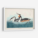 Pl 292 Cresta Grebe - John James Audubon | Cuadro decorativo de Canvas Lab