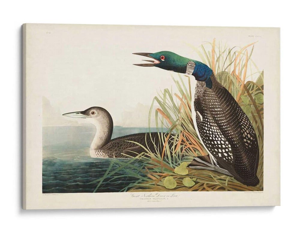 Pl 306 Gran Buceador Del Norte O Loon - John James Audubon | Cuadro decorativo de Canvas Lab
