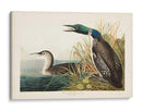 Pl 306 Gran Buceador Del Norte O Loon - John James Audubon | Cuadro decorativo de Canvas Lab
