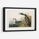 Pl 306 Gran Buceador Del Norte O Loon - John James Audubon | Cuadro decorativo de Canvas Lab